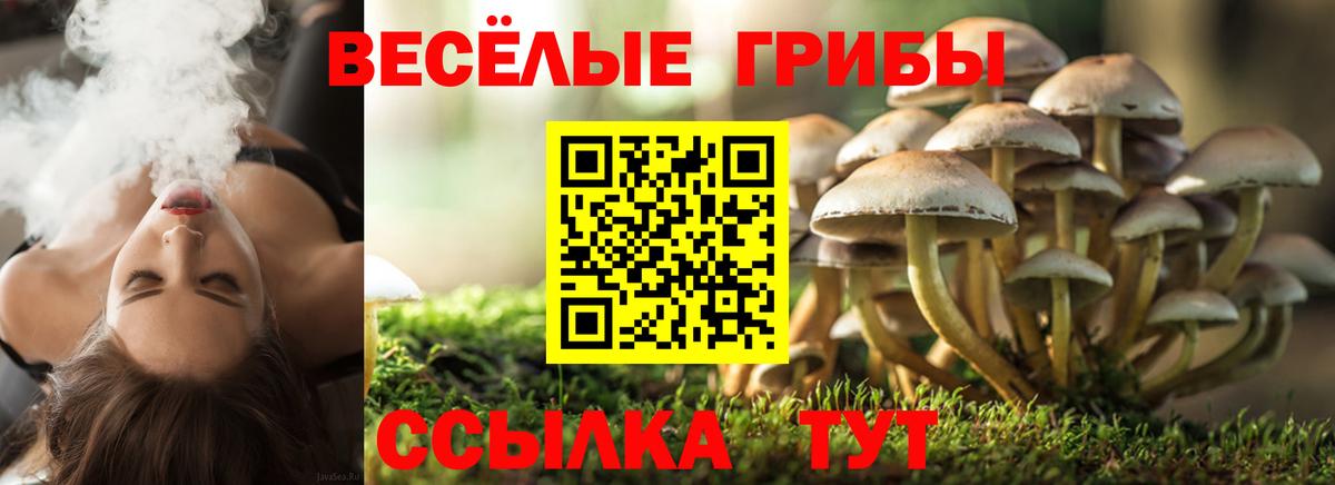 Псилоцибиновые грибы Psilocybe  Вход с VPN  Сертолово 